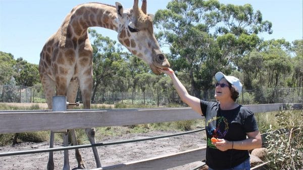 Giraffe Zoo | Halls Gap | Animal Transport | Big Bow