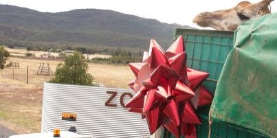 Big Giraffe, Big Red Bow! | Monarto Zoo South Australia | Bowzz